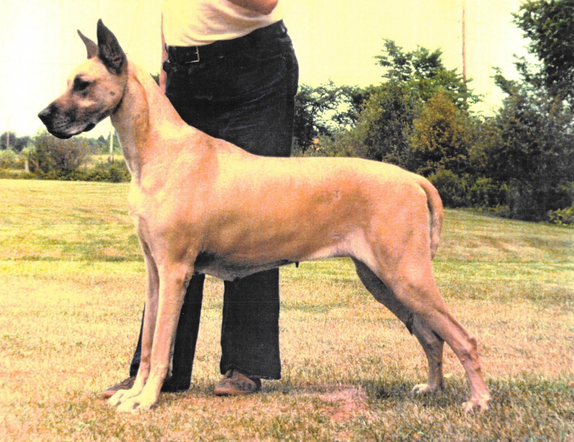 Ch Titandanes Topaze Age 9.5